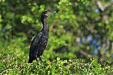 Neotropic Cormorantborder=